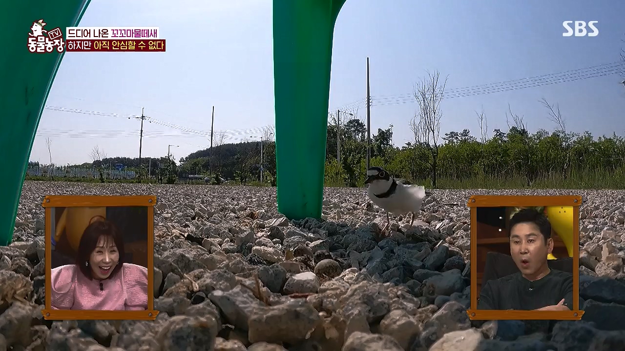 TV 동물농장.E1176.240617p-NEXT.mp4_20240616_171033.555.jpg