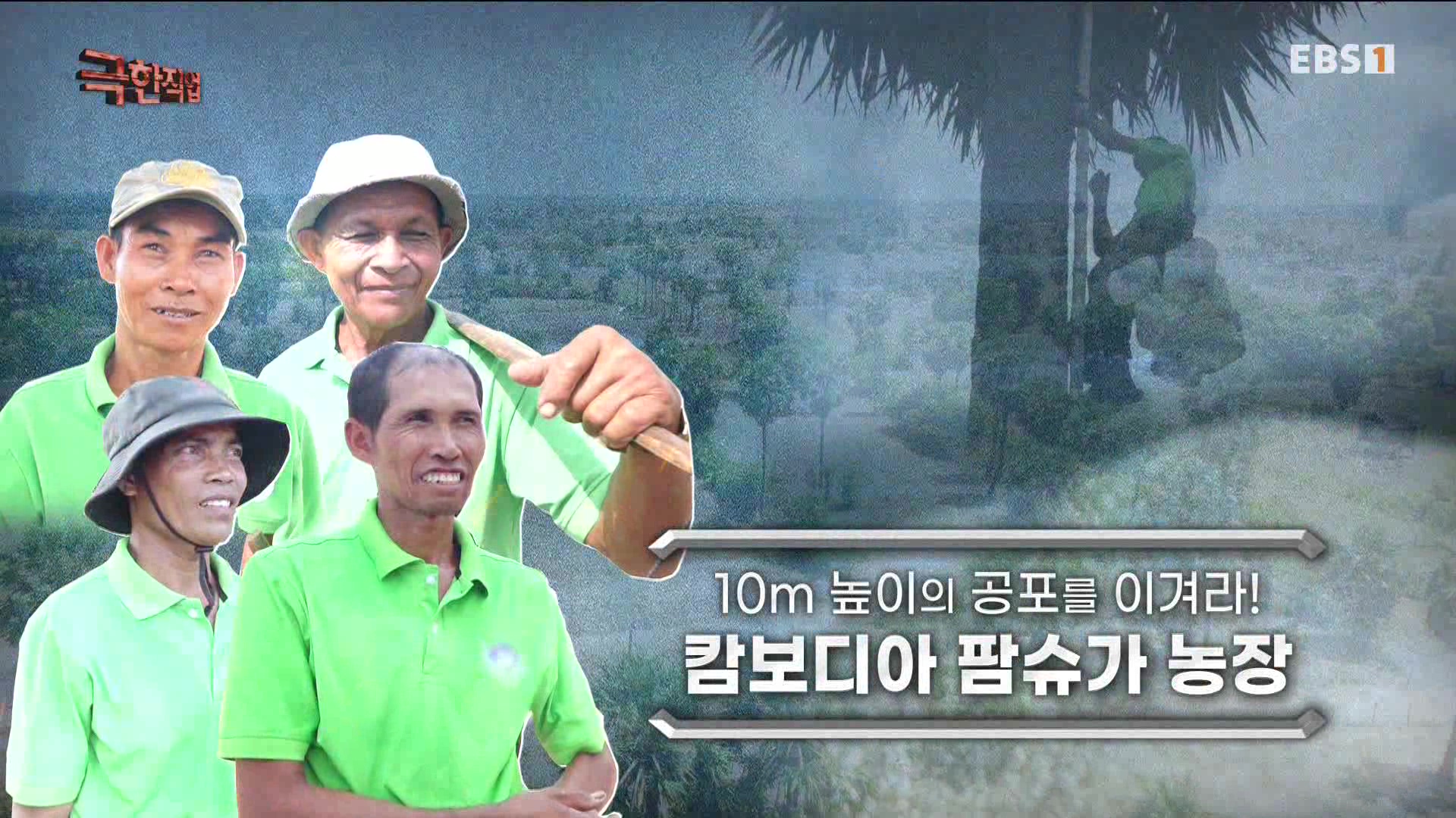 [극한 직업] 캄보디아 팜슈가 농장 230624.mp4_20230701_182907.552.jpg