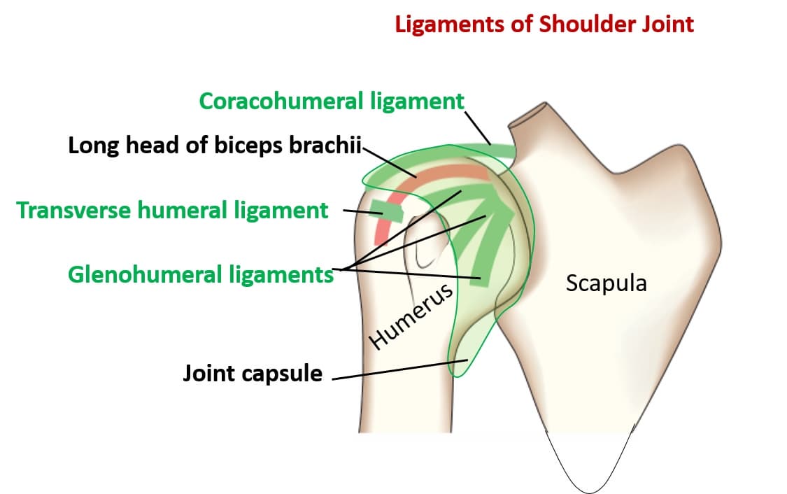 어깨 관절의 인대 ligament of Shoulder joint