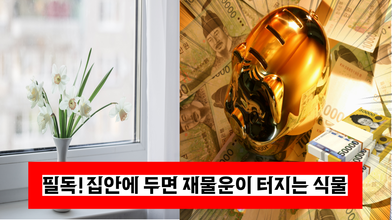  '이건 꼭 알아두세요' 집안에 두면 재물운이 불러오는 식물