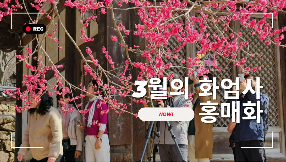 3월 지리산 구례화엄사 매화가 아름답다!  만개하는 개화시기