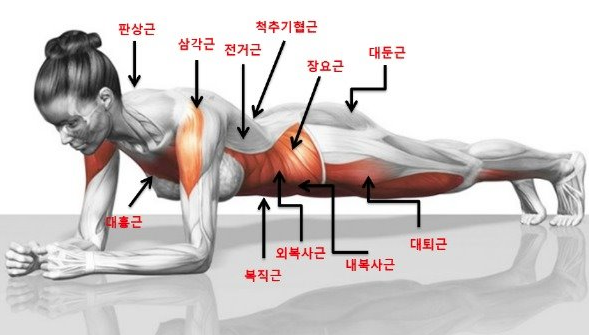 플랭크로 코어 강화