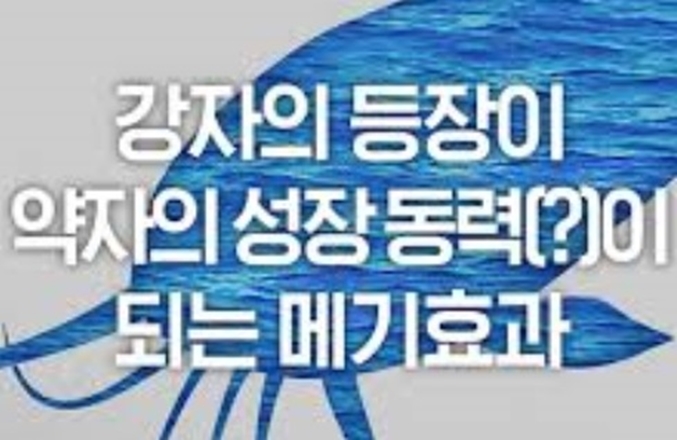 그리고 유래를 알아봅니다. 메기 효과의 의미와 의미 4