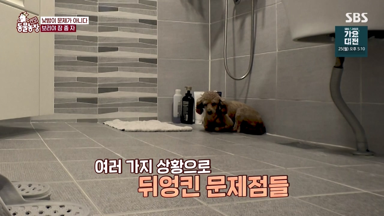 TV 동물농장.E1150.231218p-NEXT.mp4_20231217_171344.339.jpg