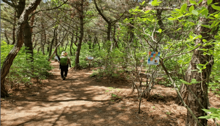 [코리아둘레길 서해랑길 91코스] 바다와 낙조가 어우러진 환상적인 해안 트레킹 코스 완벽 가이드