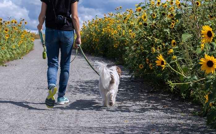 해바라기가 많은 길에서 강아지와 한 여자가 산책하고 있는 모습