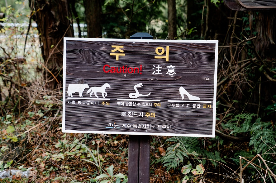 비밀 의 숲 안돌오름 38