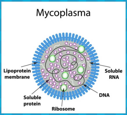 마이코플라즈마 세균 구조