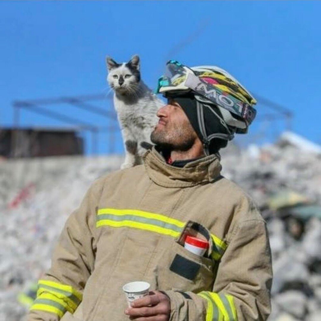 "튀르키예 건물 잔해 속에서 기적적으로 자신의 목숨을 살려준 소방관에게" 마치 고맙다고 말하는 것처럼 고양이는 어깨에서 곁을 지키며 얼굴을 비비며 애교를 떠는 사연을 접한 네티즌들은 감동의 눈물을 흘렸습니다.