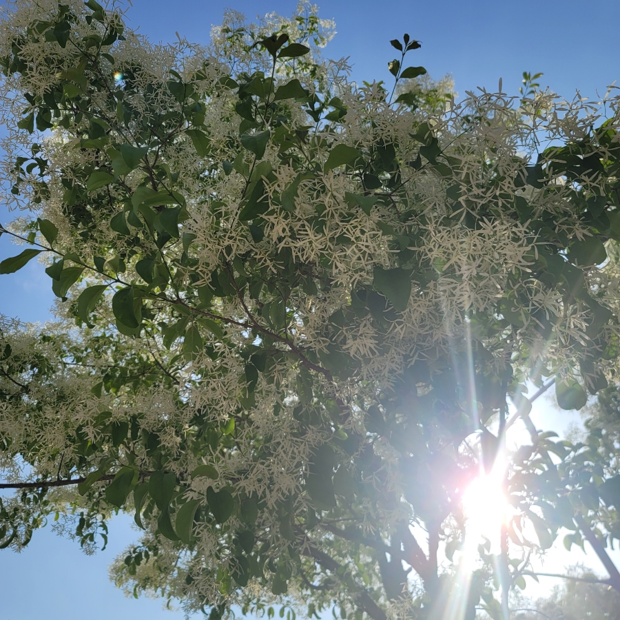 가로수, 흰 꽃, 잎사귀 나무를 아시나요? 6