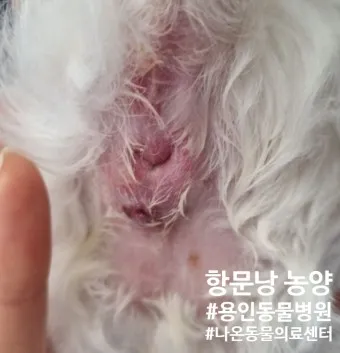 강아지 항문낭 압출법 염증 방지 필수 관리_15