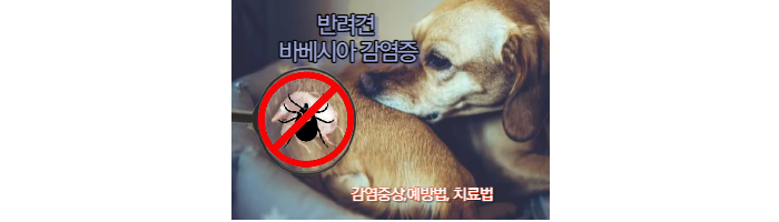 진드기로 인한 강아지 바베시아 감염증 섬네일