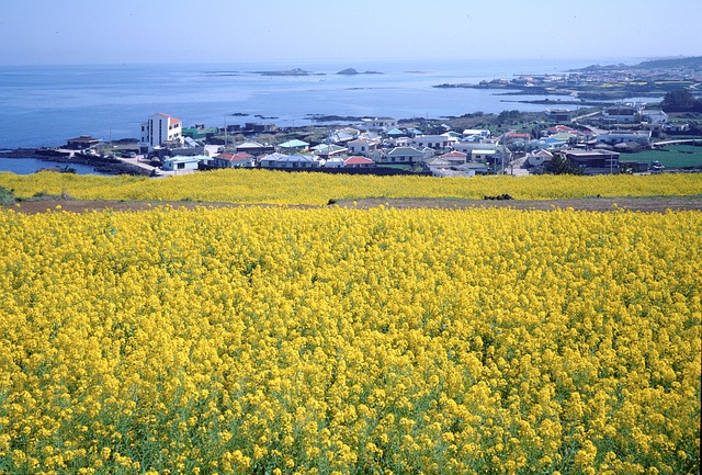 제주도 유채꽃