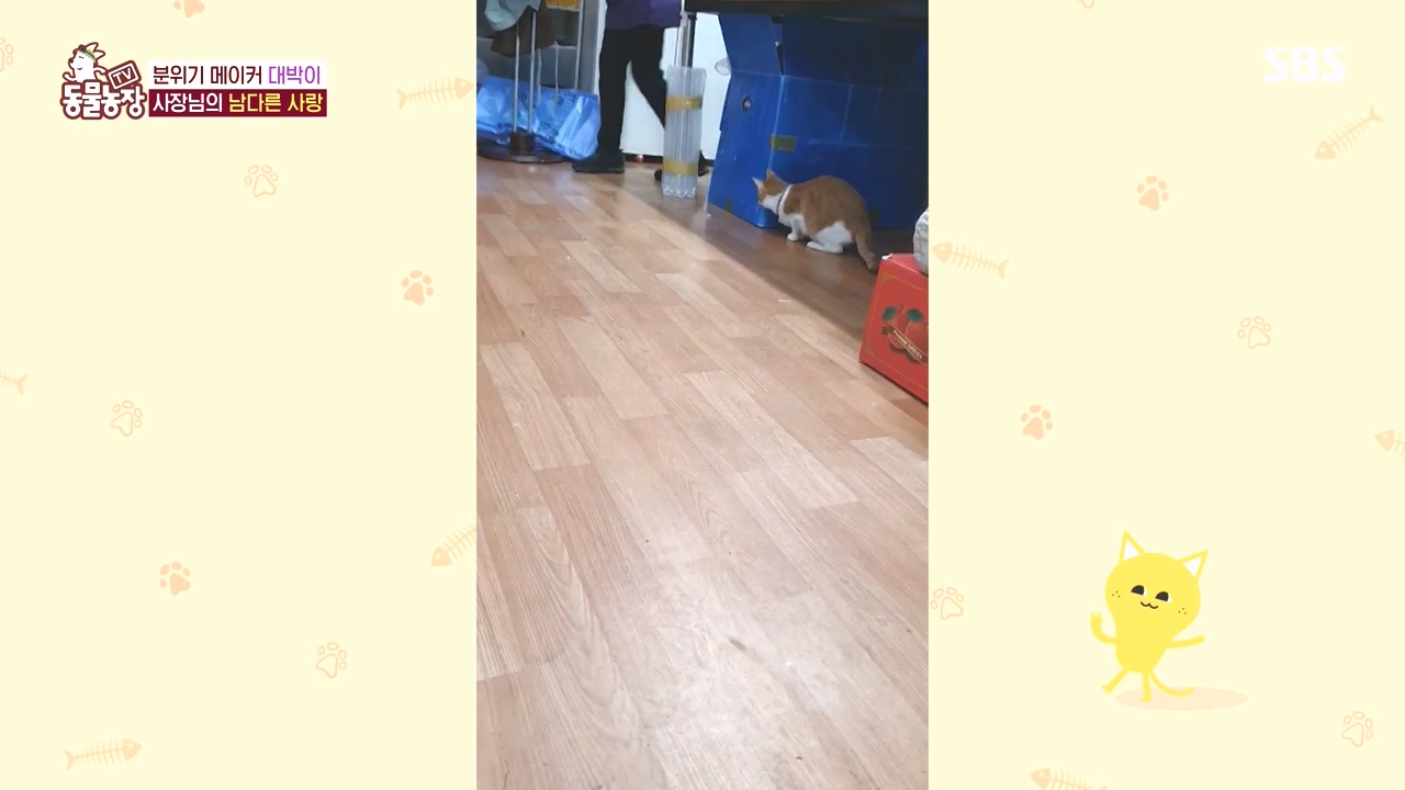 TV 동물농장.E1141.231016p-NEXT.mp4_20231015_174205.342.jpg