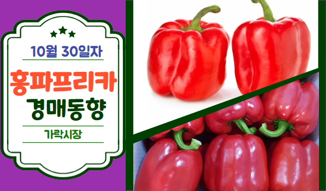  [경매사 일일보고] 10월 30일자 가락시장 홍파프리카 경매동향을 살펴보겠습니다!