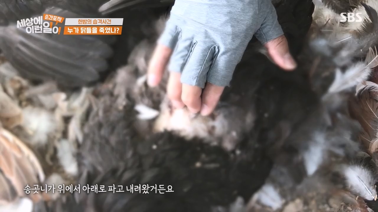 순간포착 세상에 이런일이.E1231.230604p-NEXT.mp4_20230609_202234.316.jpg