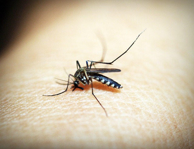 말라리아 모기 모습(1)