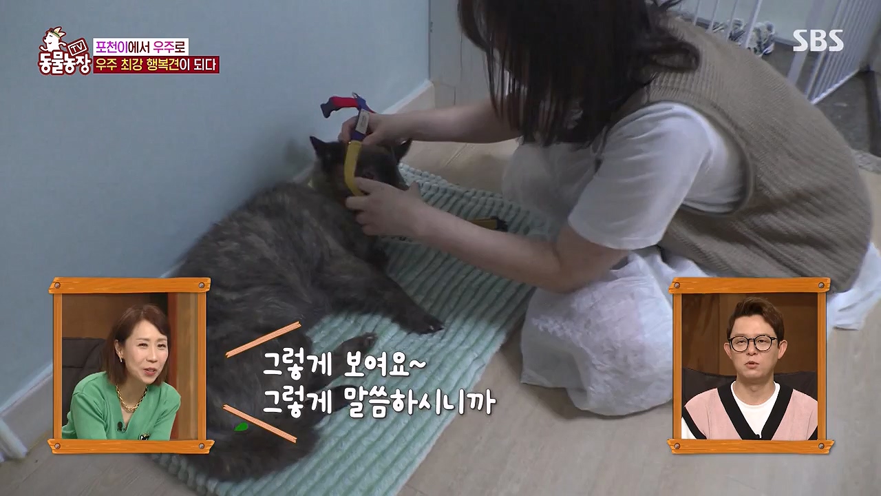 TV 동물농장.E1137.230911p-NEXT.mp4_20230910_183226.924.jpg
