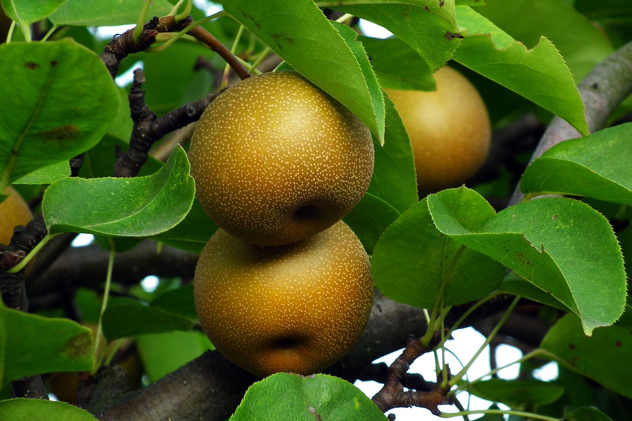  배 효능 배부작용 배칼로리에 대해 알아 볼게요.