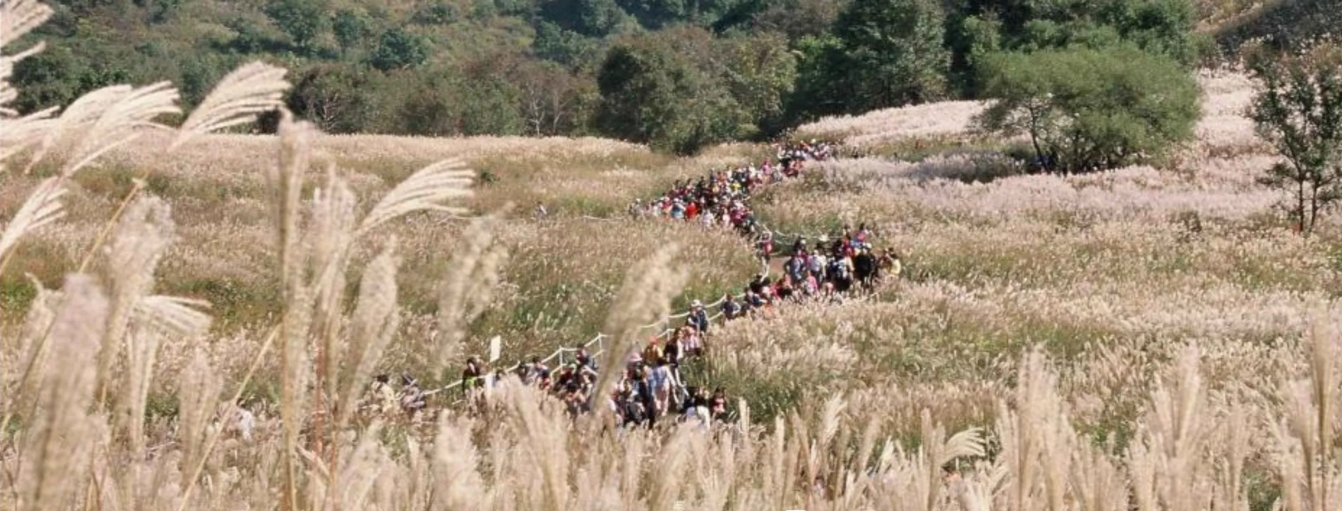 포천-산정호수-명성산-억새꽃-축제-등산