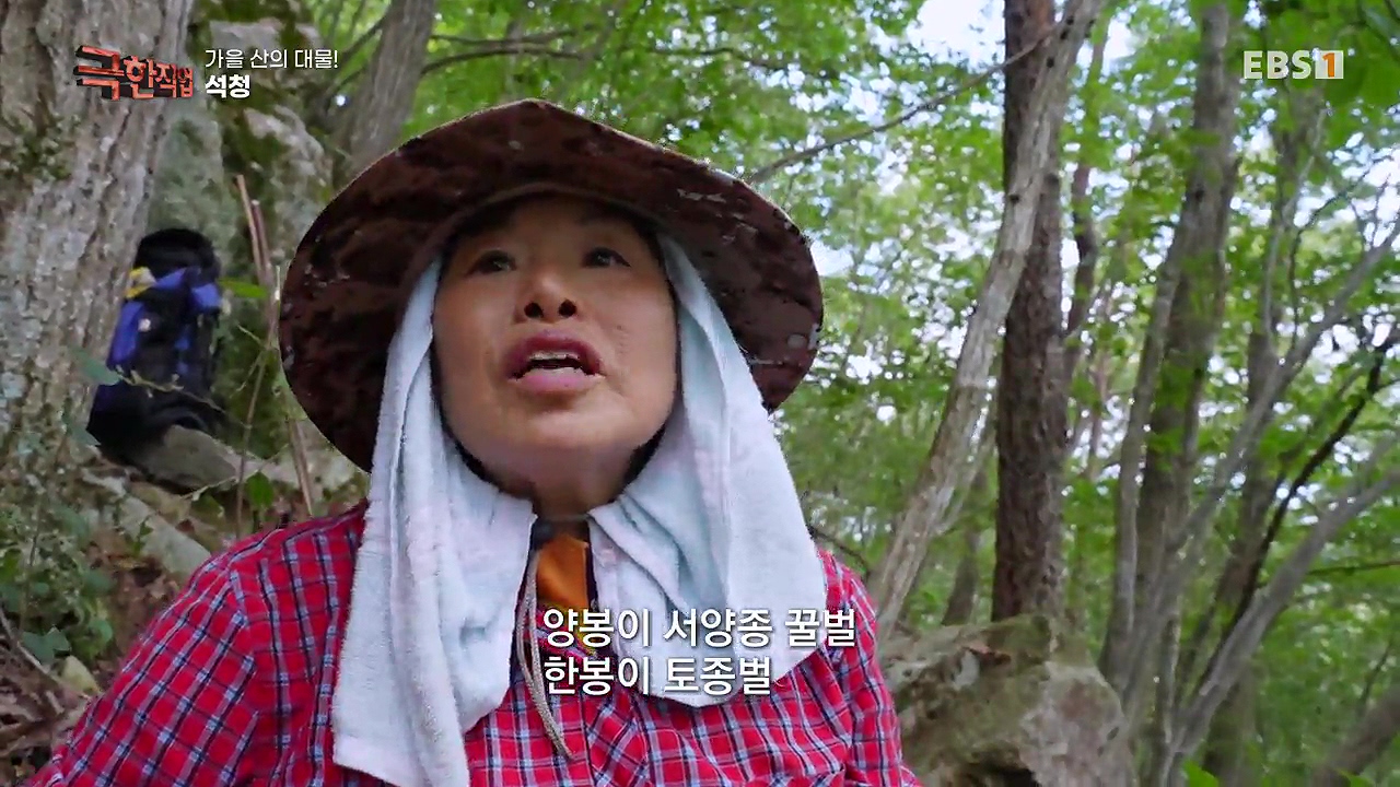 TV - 전 국민의 평생학교 EBS가을 산의 대물! 석청과 버섯.mp4_20230916_170715.181.jpg