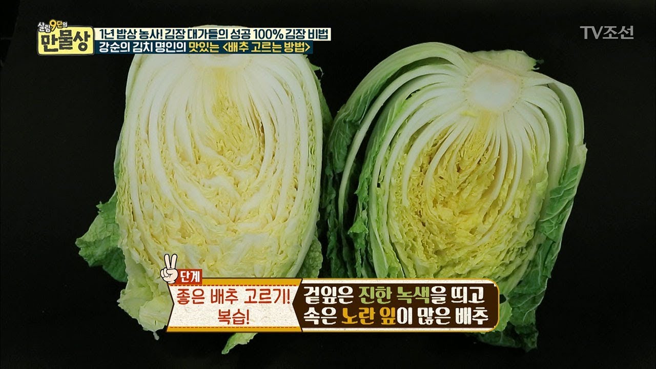 김장배추 수확시기 잘 고르는 방법