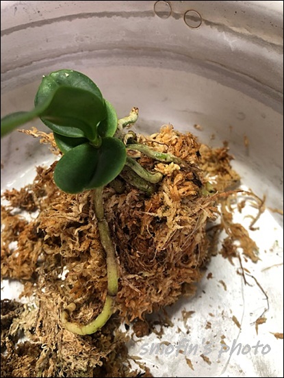 풍란 이용한 대엽심기 6