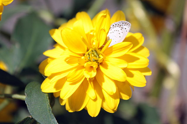 노란꽃이 커다랗게 클로즈업 되어 있는데&amp;#44; 꽃잎이 겹겹으로 되어 있다