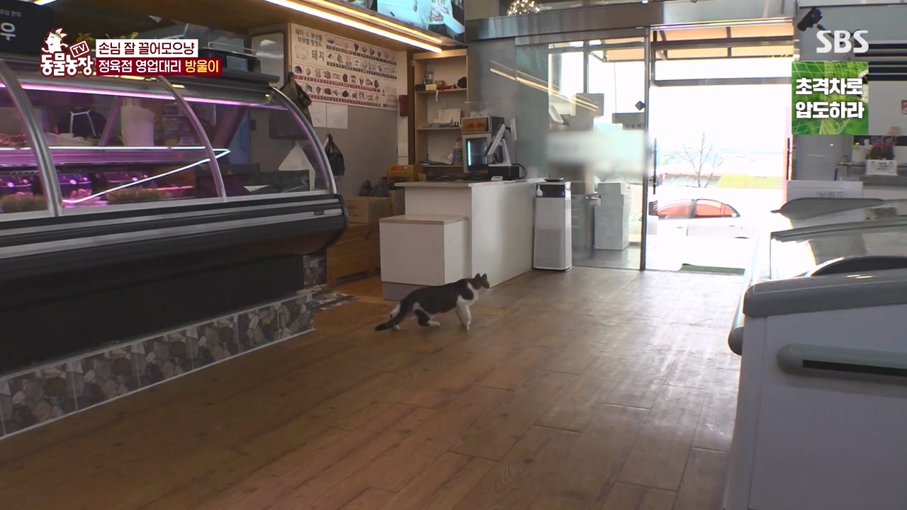 TV 동물농장.E1146.231120p-NEXT.mp4_20231119_175238.311.jpg