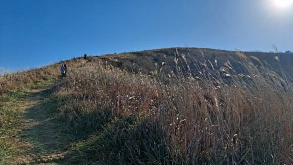 정물 당오름, 오름 그리고 금악오름 23