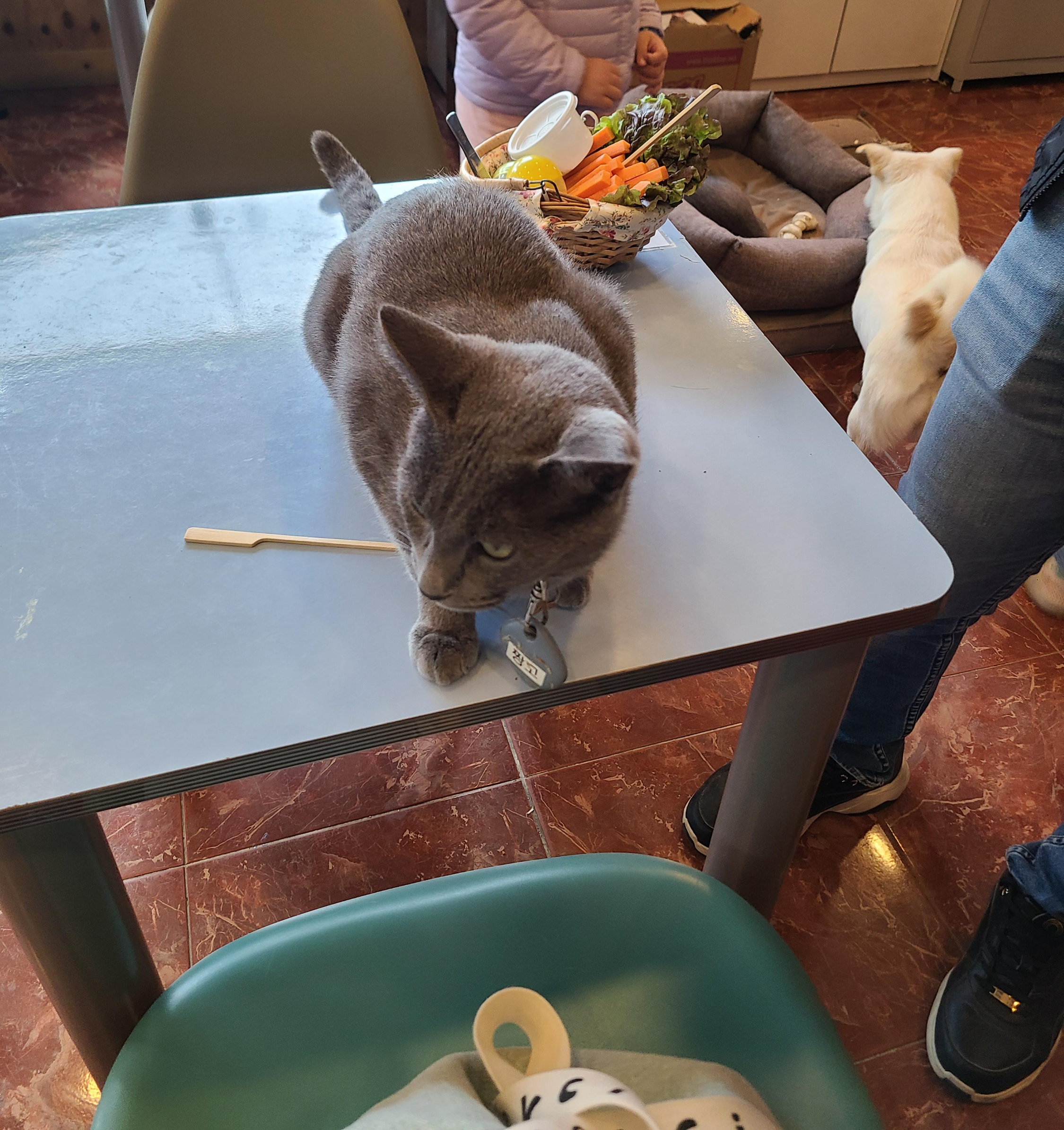 테이블 고양이