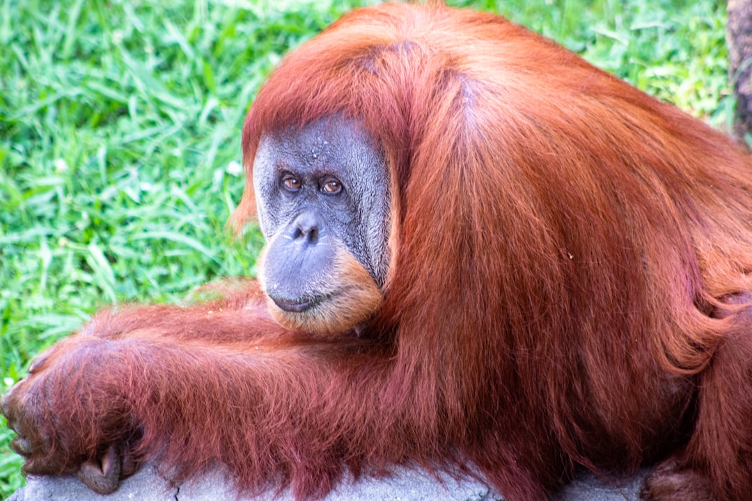 Orangutan