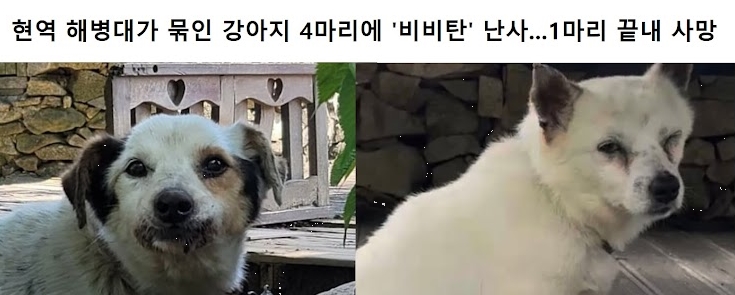 해병대원 비비탄 동물학대 사건