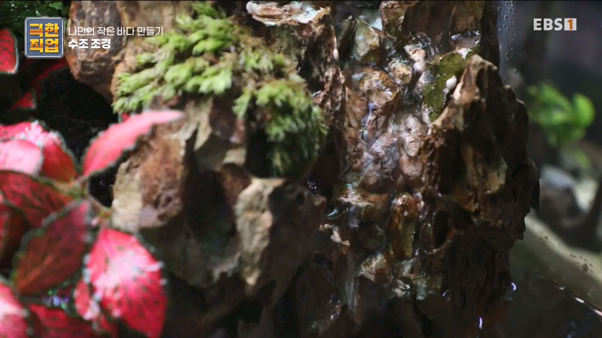 [극한 직업] 수조 조경.mp4_20230822_204230.934.jpg