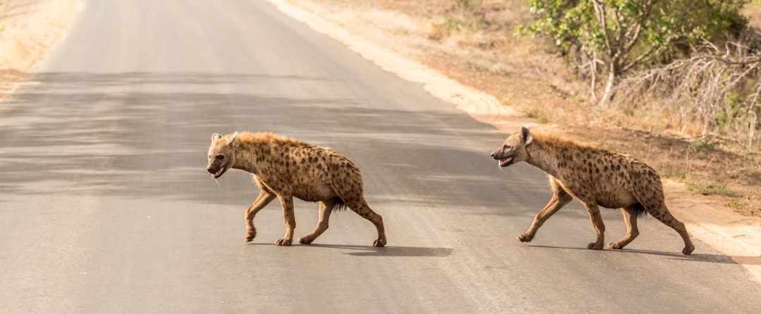 Hyena