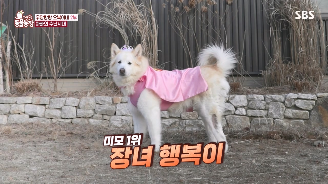TV 동물농장.E1167.240415p-NEXT.mp4_20240414_160911.230.jpg