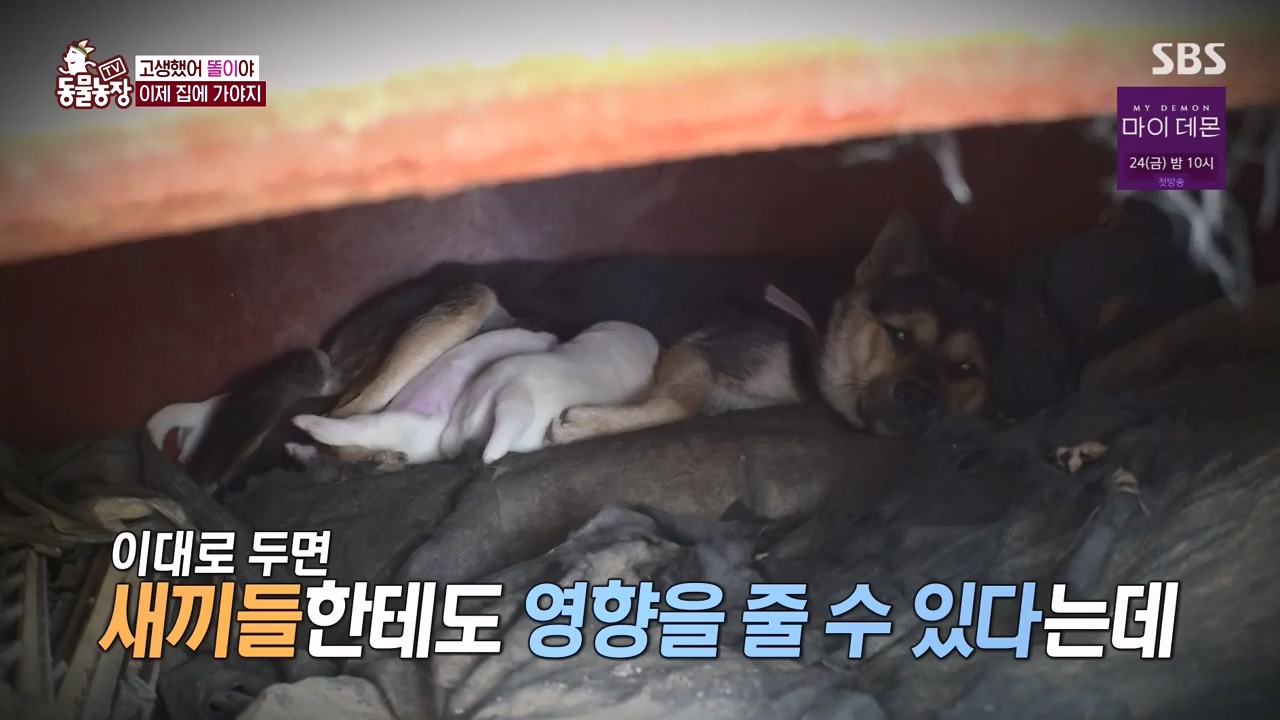 TV 동물농장.E1146.231120p-NEXT.mp4_20231119_175306.513.jpg