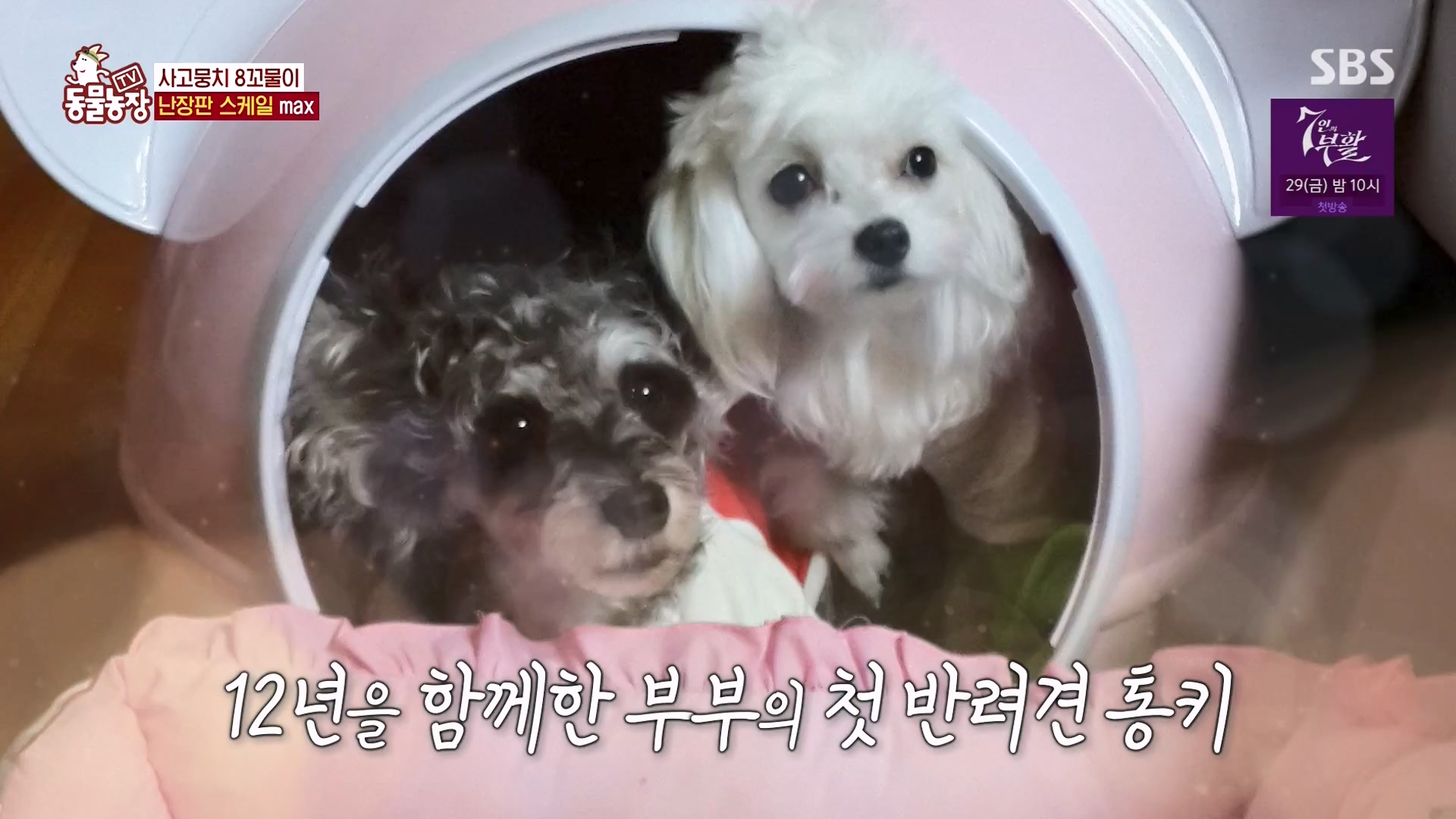 TV 동물농장.E1164.240324p-NEXT.mp4_20240324_172336.342.jpg