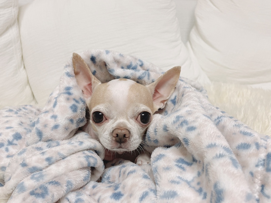 단모 성격 털빠짐 주의점 20