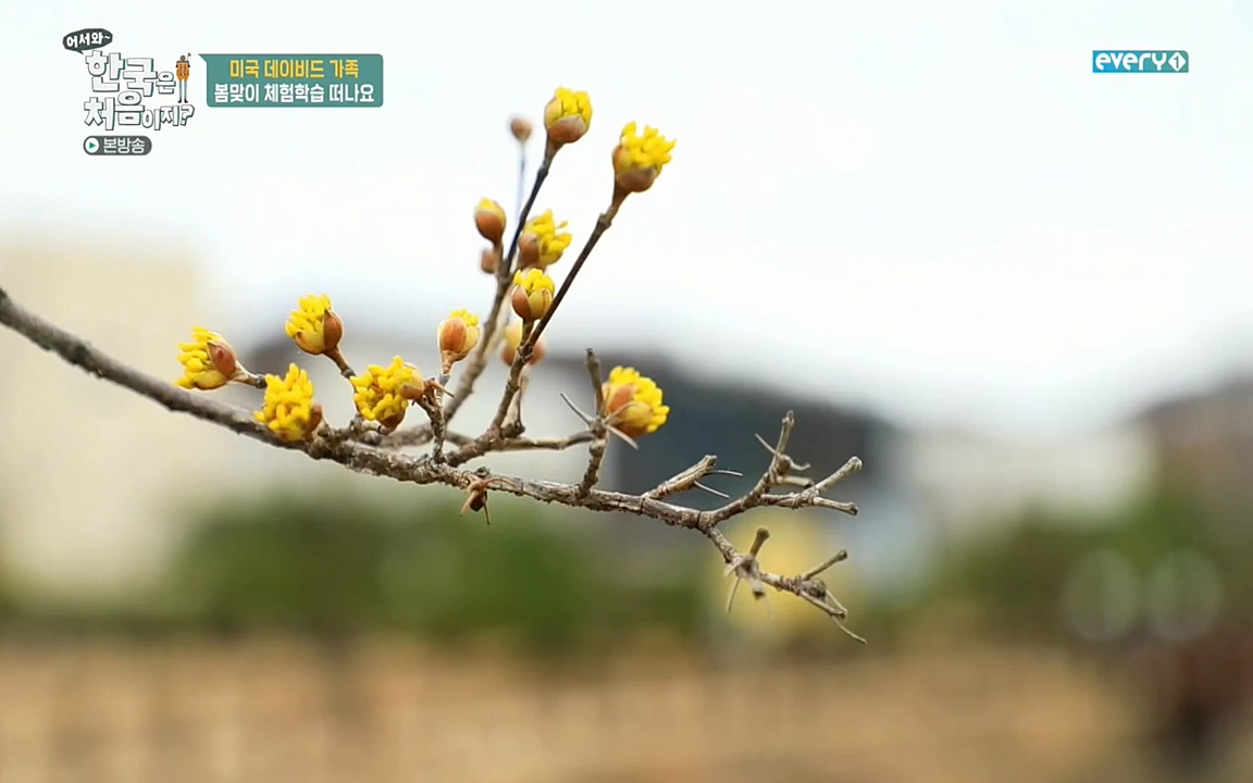 어서와 한국은 처음이지 시즌2.E206.220415p-NEXT.mp4_20220415_181241.758.jpg