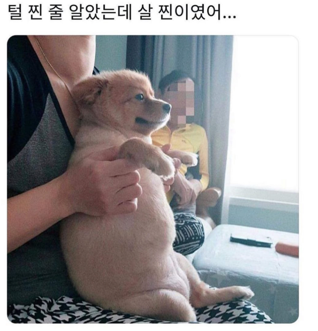  털 찐 줄 알았는데 아니었구나...!