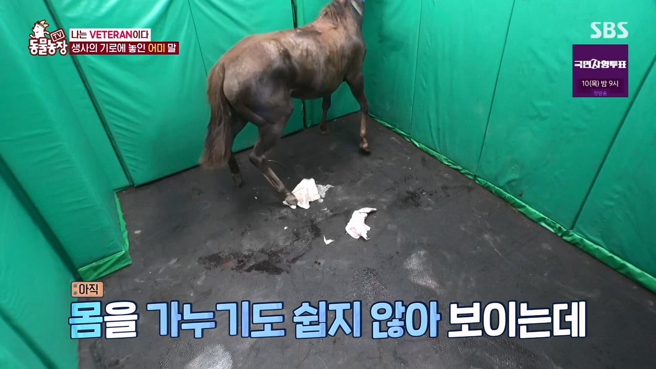 TV 동물농장.E1132.230807p-NEXT.mp4_20230806_164230.904.jpg