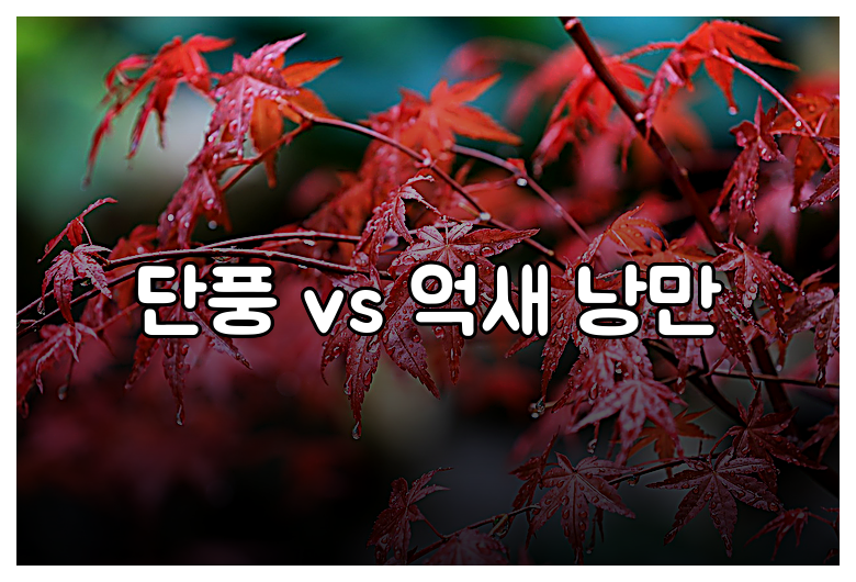 단풍 vs 억새 낭만