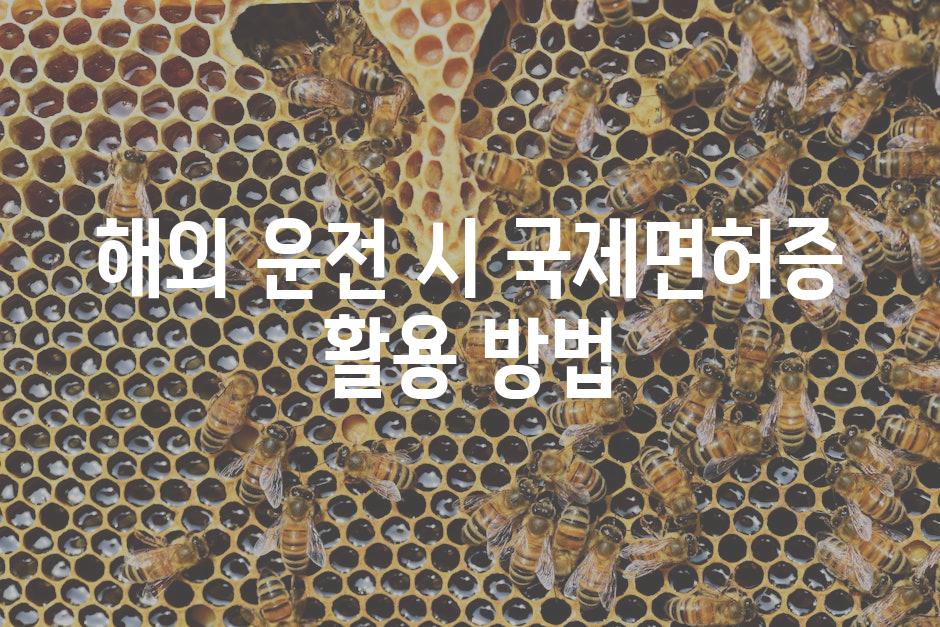 해외 운전 시 국제면허증 활용 방법