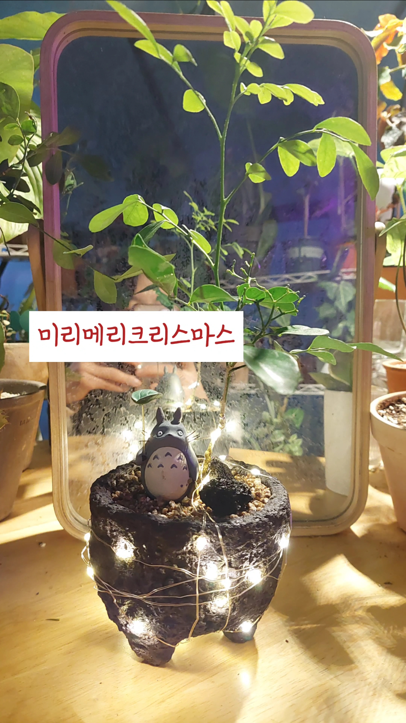 오렌지 자스민에 불빛을 달아서 크리스마스 플랜트로 활용해봄
