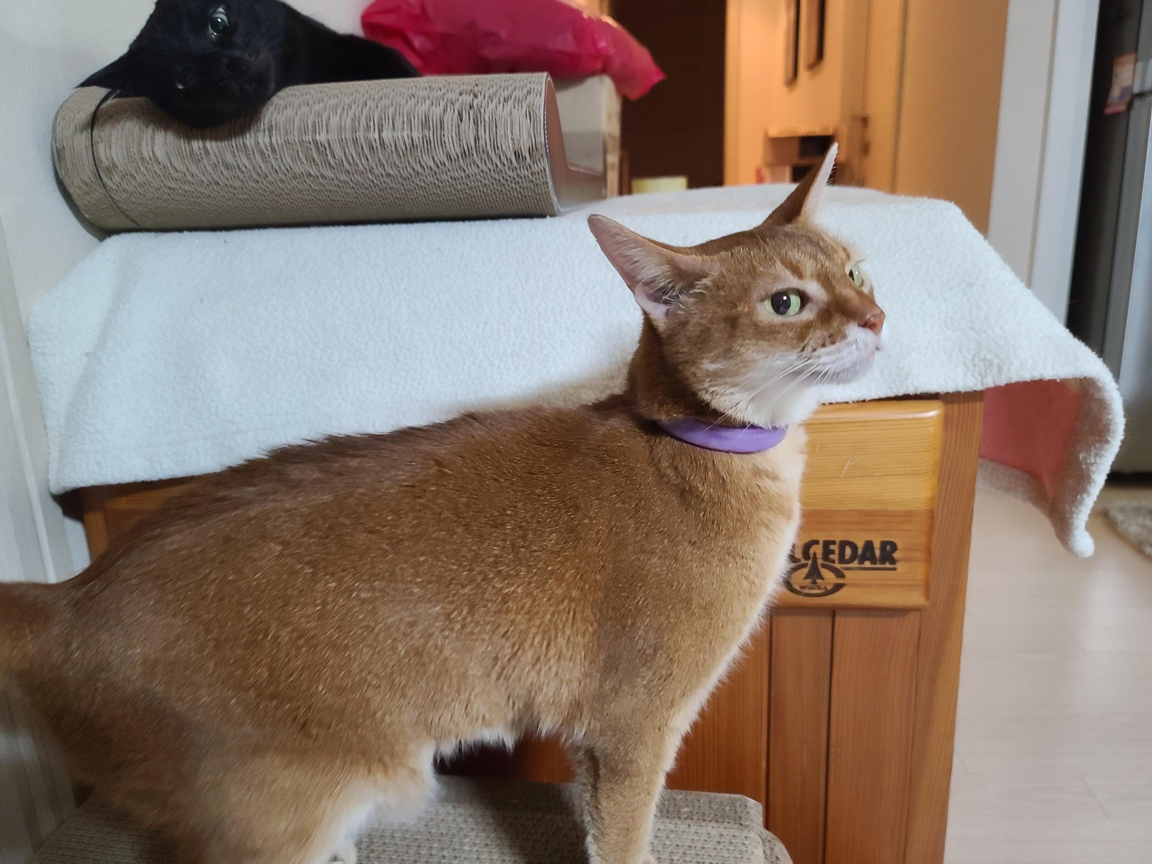 루나의 스트레스 완화를 위해 고양이 스트레스 해소에 도움이 되는 목걸이를 해봤다.