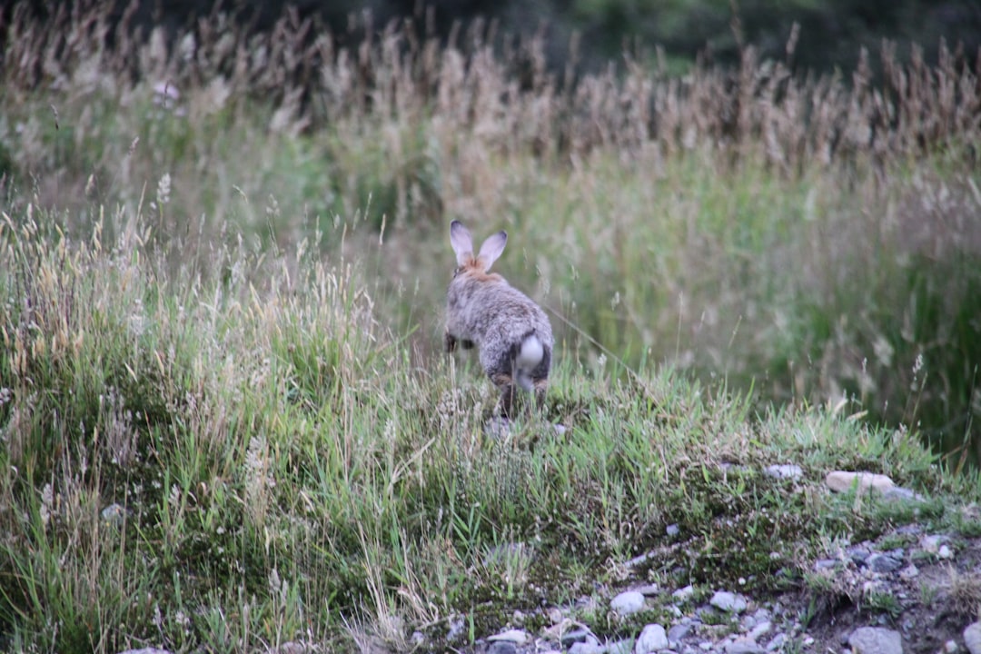 'Bunny'