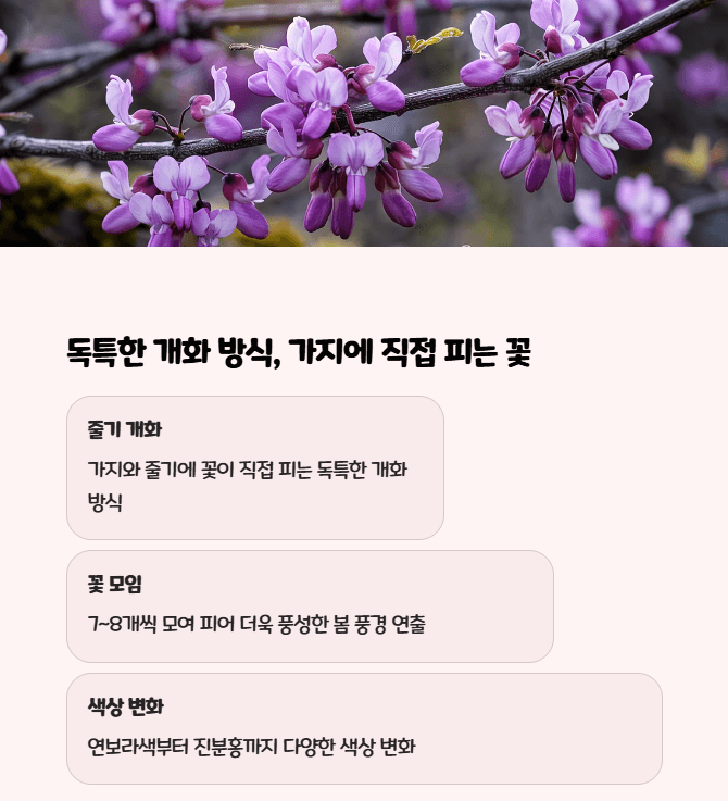 박태기나무