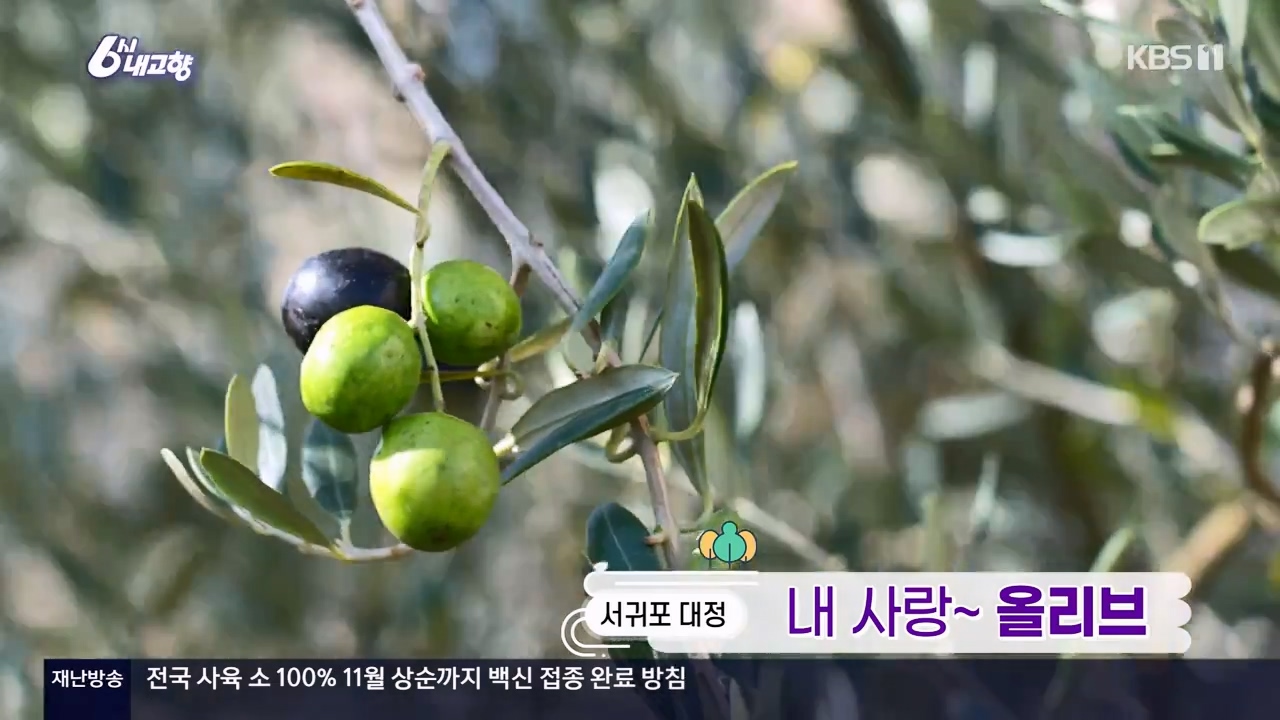 6시 내고향.E7910.231032p-NEXT.mp4_20231101_201901.841.jpg