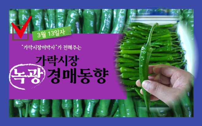  [경매사 일일보고] 2024년 3월 13일자 가락시장 녹광 경매동향을 살펴보겠습니다!